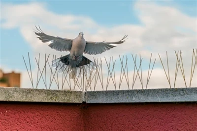 Characteristics of Anti-Bird Spines and Their Advantages in Bird Damage Control