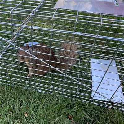 Kaip veikia gyvas gyvūnų spąstai?